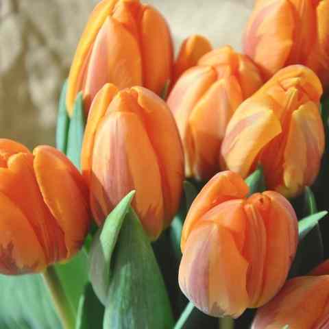 دانلود آهنگ مجید رکنی با من بگو از عشق ای آخرین معشوق